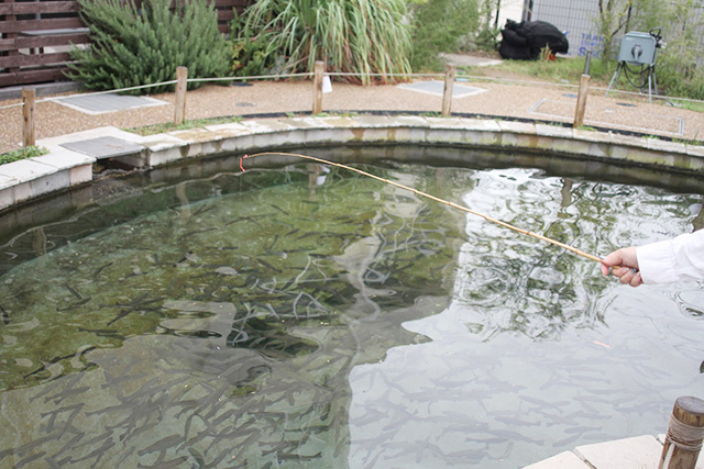 ニジマス釣り/NATURE STUDIO(ネイチャースタジオ)(兵庫県/神戸市)