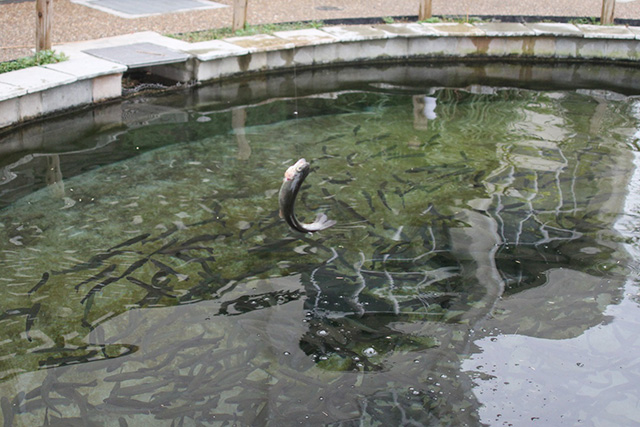 ニジマス釣りの様子/NATURE STUDIO(ネイチャースタジオ)(兵庫県/神戸市)