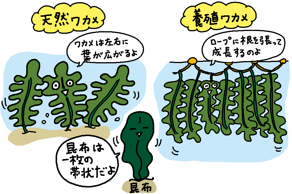 岩手県の特産品「わかめ」の解説