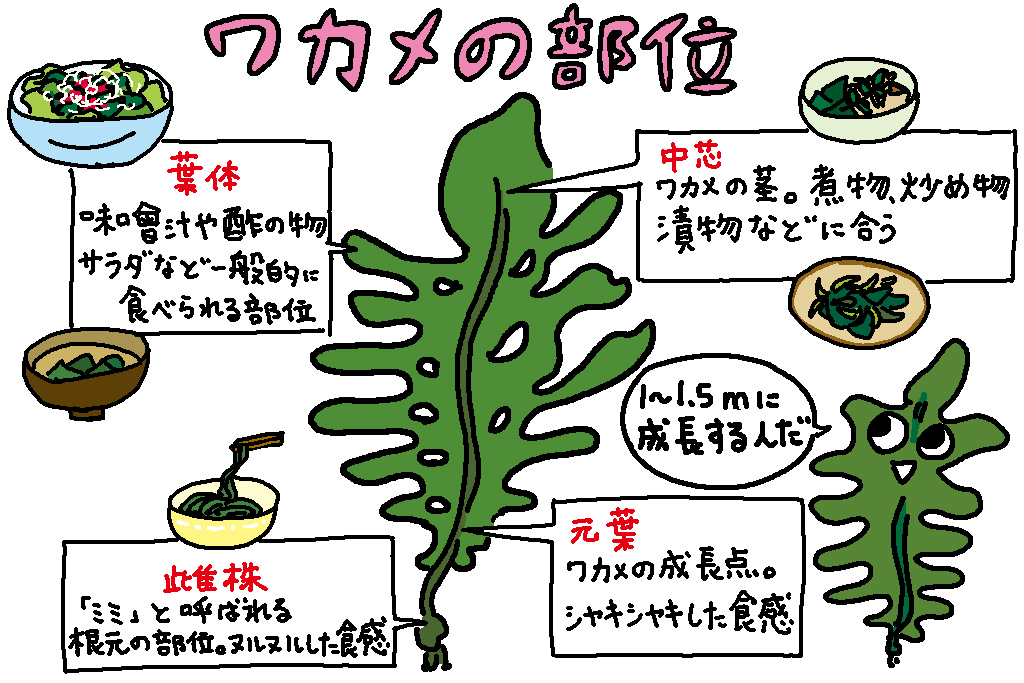 岩手県の特産品「わかめ」の部位の解説