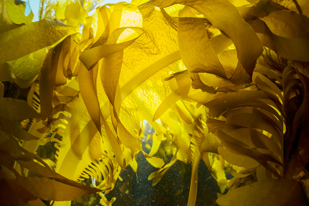 わかめ（イメージ）