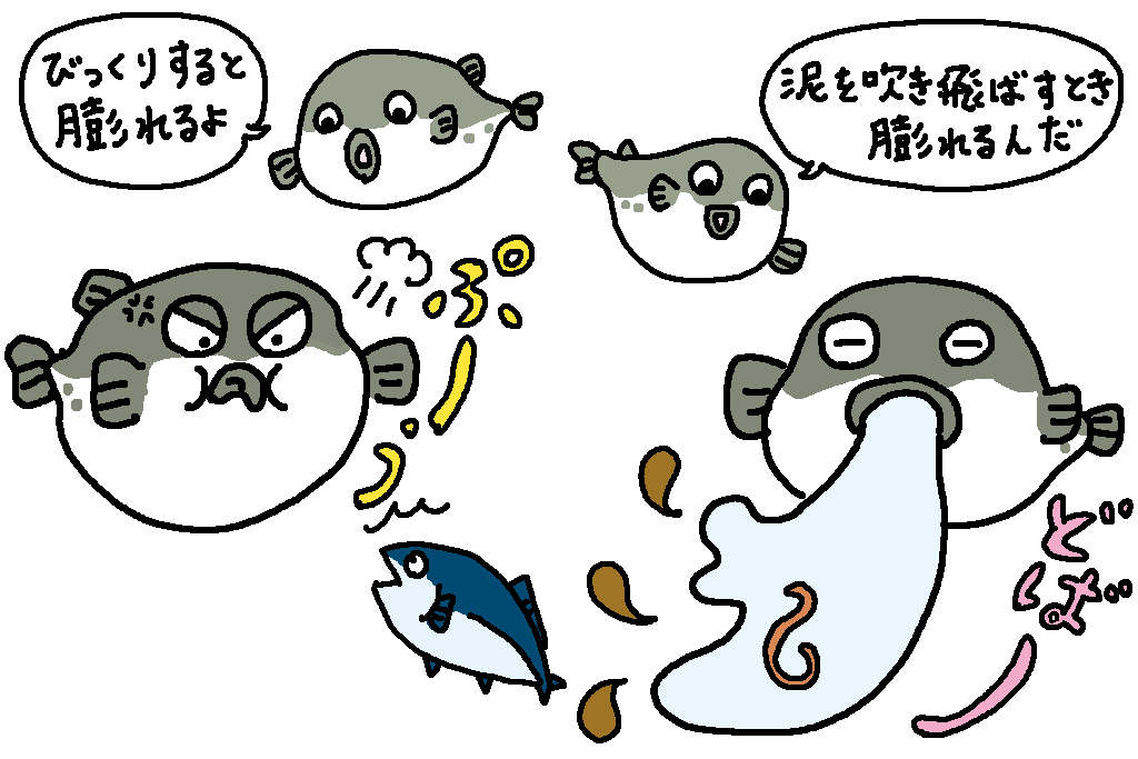 山口県の特産品「ふぐ」が膨れるヒミツ