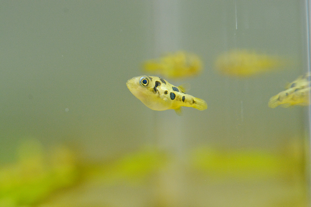 世界最小のフグのアベニーパッファー/下関市立しものせき水族館「海響館」（山口県/下関市）