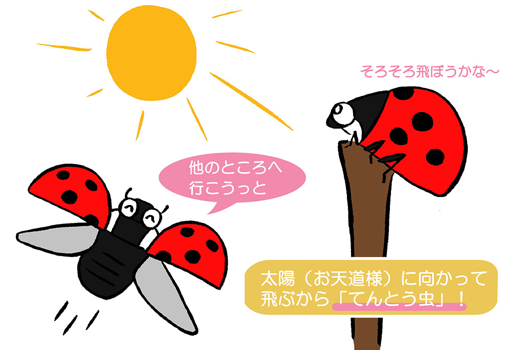 てんとう虫の名前の由来のイラスト