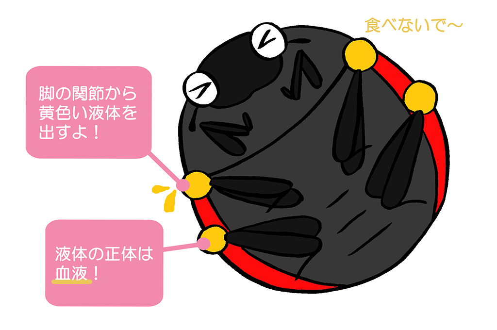 てんとう虫の裏側