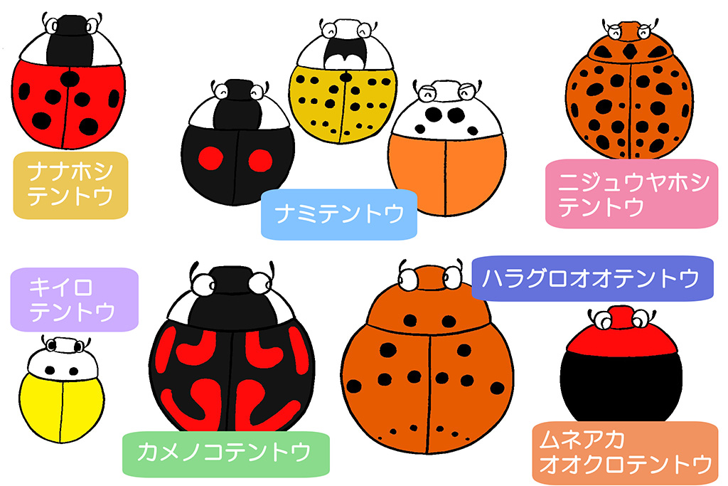 てんとう虫の種類