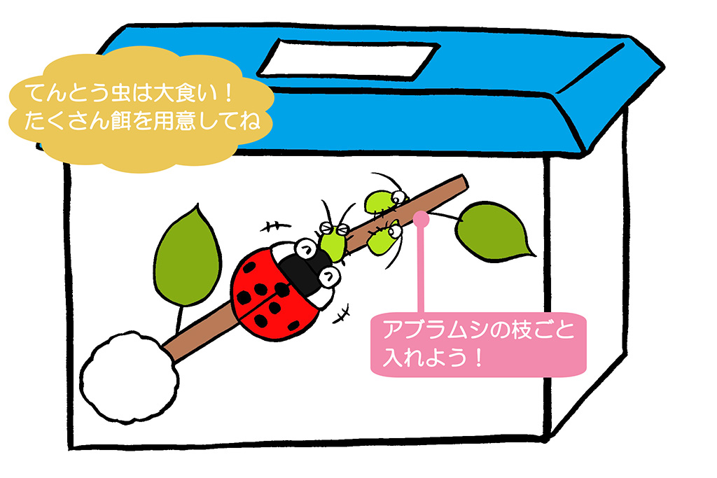 てんとう虫の飼い方