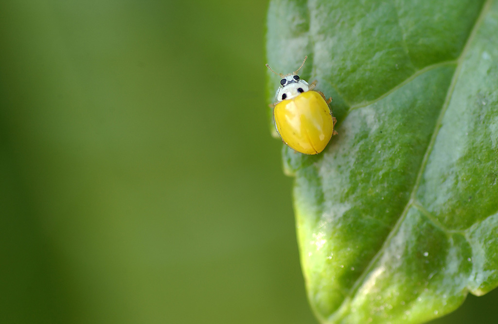 菌を食べるキイロテントウ