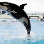 【取材レポ】シャチのいる水族館「神戸須磨シーワールド」を攻略！ランチやグッズも充実