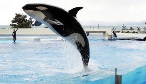 【取材レポ】シャチのいる水族館「神戸須磨シーワールド」を攻略！ランチやグッズも充実