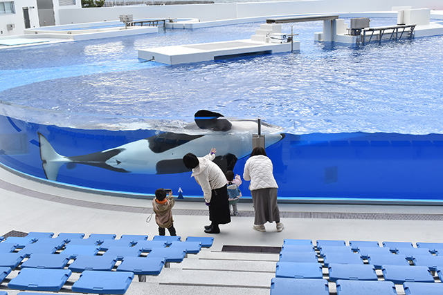 シャチがいる「オルカスタディアム」/神戸須磨シーワールド（兵庫県/神戸市）