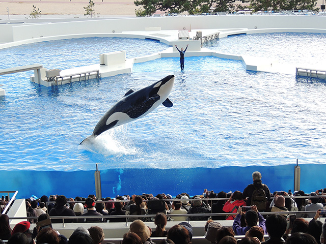 シャチのジャンプ！ /神戸須磨シーワールド（兵庫県/神戸市）