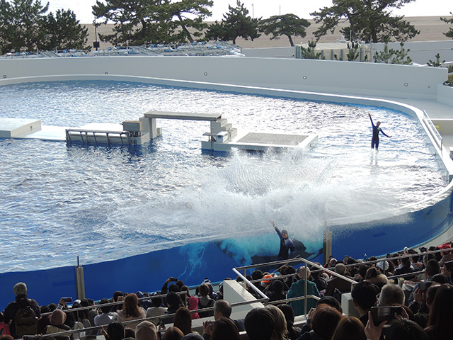 シャチのパフォーマンスの様子 /神戸須磨シーワールド（兵庫県/神戸市）
