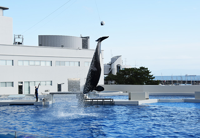 ぶら下げられたボールを尾ビレでキック/神戸須磨シーワールド（兵庫県/神戸市）