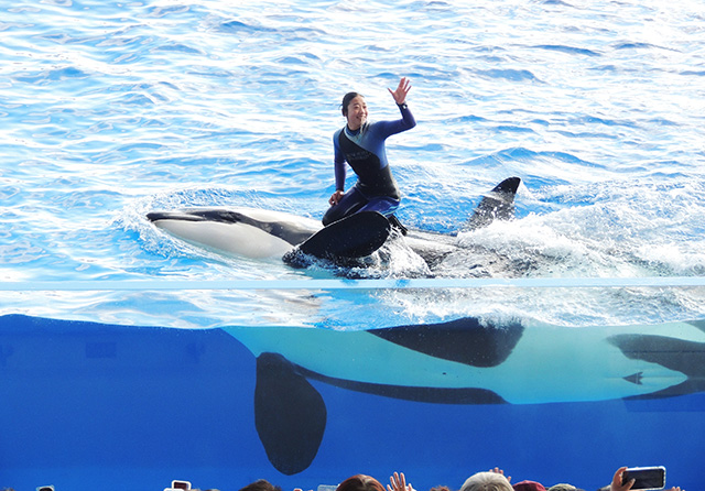 シャチの背中に乗るトレーナーさん/神戸須磨シーワールド（兵庫県/神戸市）