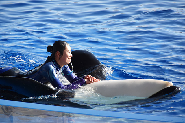 お腹を上にしたシャチに乗っているトレーナーさん/神戸須磨シーワールド（兵庫県/神戸市）