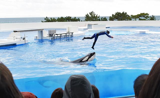 シャチの口先からジャンプをするトレーナーさん/神戸須磨シーワールド（兵庫県/神戸市）