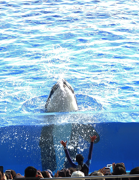 トレーナーさんに向かって水を吹きかけるシャチ/神戸須磨シーワールド（兵庫県/神戸市）