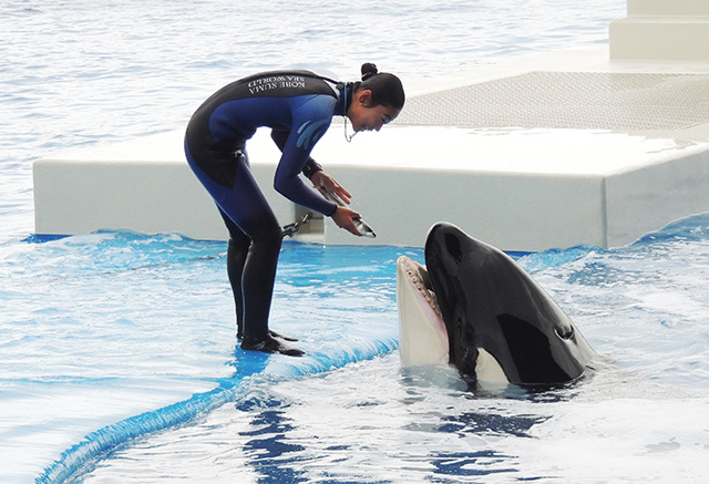 ごほうびに大きな魚をもらっているシャチ/神戸須磨シーワールド（兵庫県/神戸市）