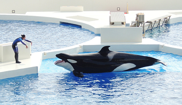 トレーナーさんと一緒に挨拶をするシャチ/神戸須磨シーワールド（兵庫県/神戸市）