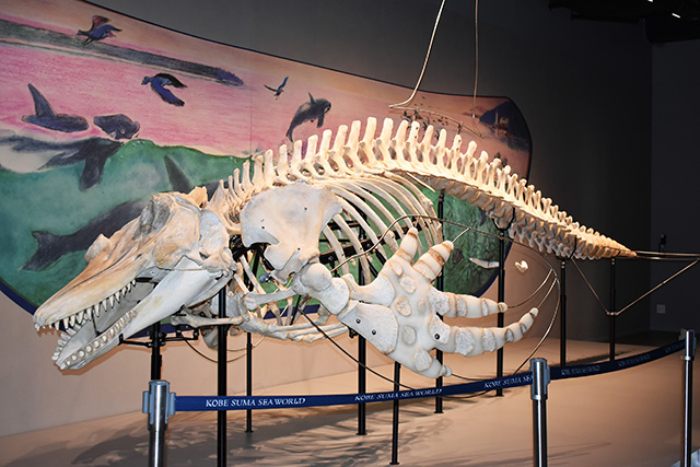 シャチの実物大骨格がある「オルカラボ」/神戸須磨シーワールド（兵庫県/神戸市）