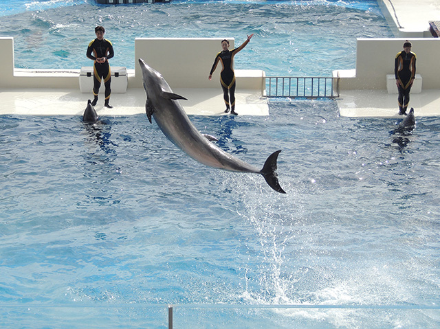 ドルフィンパフォーマンス/神戸須磨シーワールド（兵庫県/神戸市）