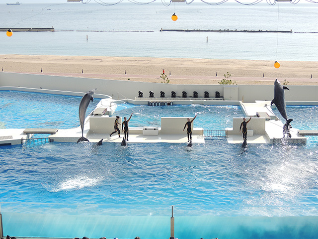 ドルフィンパフォーマンスの様子/神戸須磨シーワールド（兵庫県/神戸市）