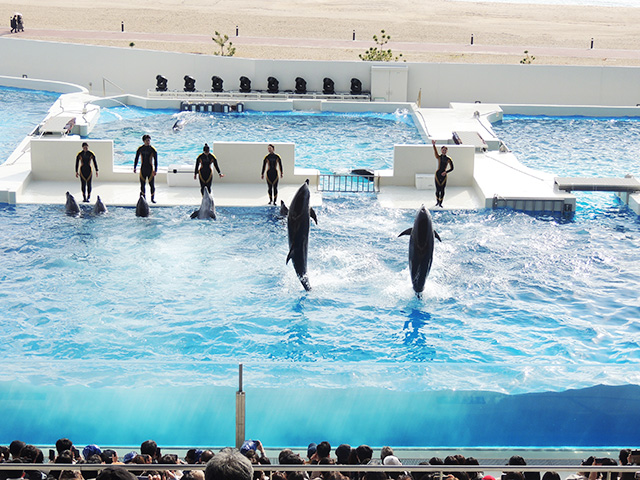 ドルフィンパフォーマンスの様子/神戸須磨シーワールド（兵庫県/神戸市）