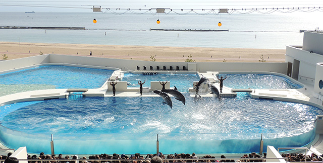 ドルフィンパフォーマンスの様子/神戸須磨シーワールド（兵庫県/神戸市）