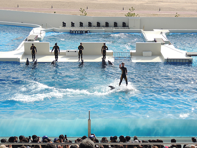 ドルフィンパフォーマンスの様子/神戸須磨シーワールド（兵庫県/神戸市）