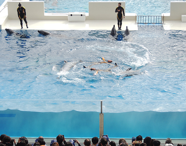 ドルフィンパフォーマンスの様子/神戸須磨シーワールド（兵庫県/神戸市）