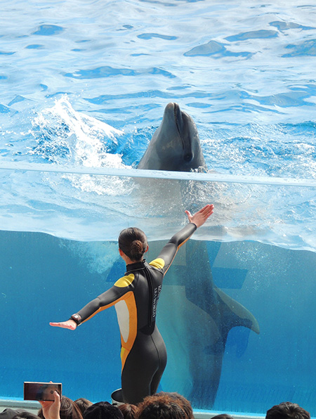 ドルフィンパフォーマンスの様子/神戸須磨シーワールド（兵庫県/神戸市）