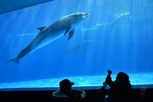 イルカを間近で観察できる「ドルフィンホール」/神戸須磨シーワールド（兵庫県/神戸市）