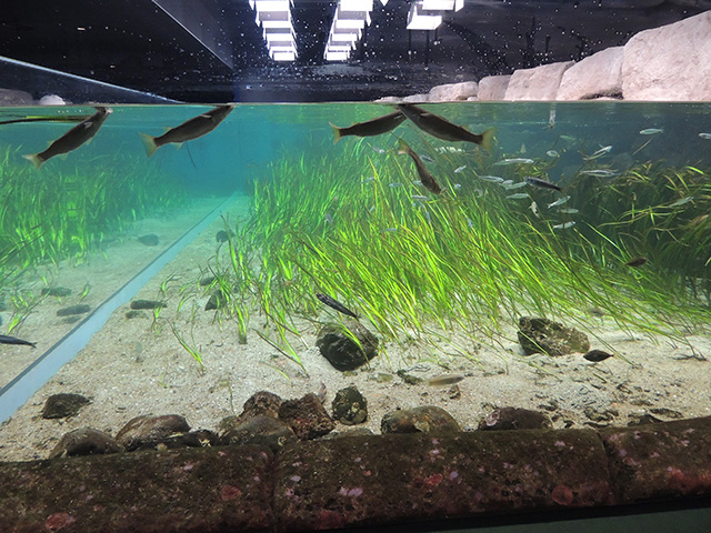 「ローカルライフ」エリア/神戸須磨シーワールド（兵庫県/神戸市）