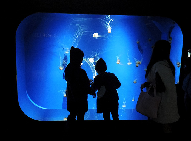 「クラゲライフ」/神戸須磨シーワールド（兵庫県/神戸市）