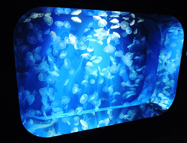 ミズクラゲの水槽/神戸須磨シーワールド（兵庫県/神戸市）