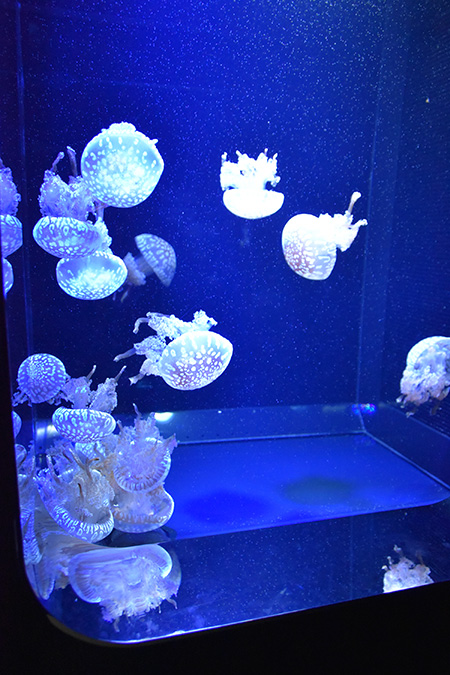 数種のクラゲを飼育展示/神戸須磨シーワールド（兵庫県/神戸市）