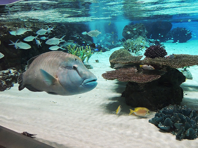 「トロピカルライフ」/神戸須磨シーワールド（兵庫県/神戸市）