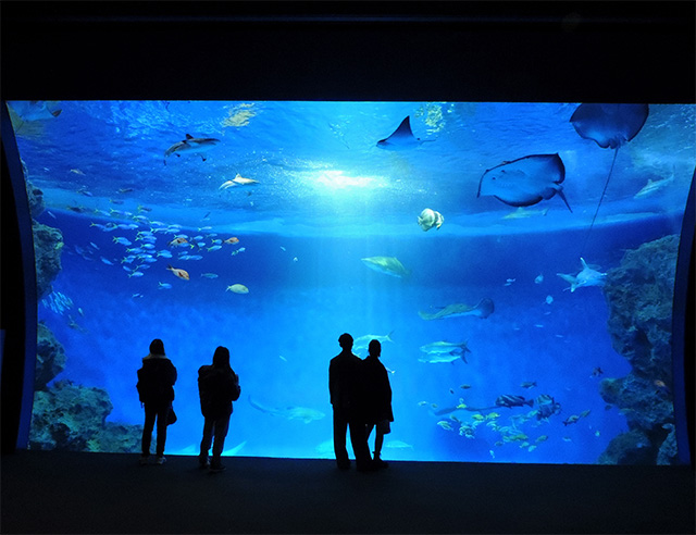 「トロピカルライフ」の外洋/神戸須磨シーワールド（兵庫県/神戸市）