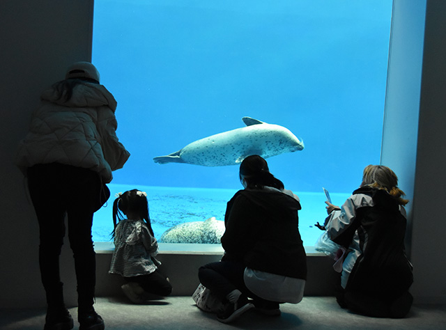 【3階】ロッキーライフにいるゴマフアザラシ/神戸須磨シーワールド（兵庫県/神戸市）