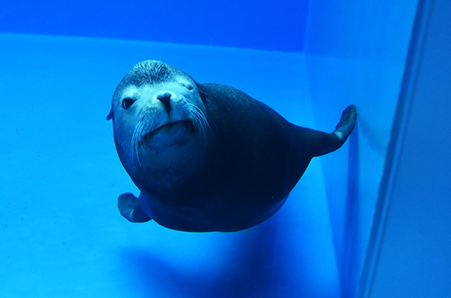 アシカの水槽/神戸須磨シーワールド（兵庫県/神戸市）