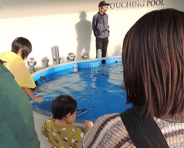 エイやサメにさわることができる「タッチングプール」/神戸須磨シーワールド（兵庫県/神戸市）