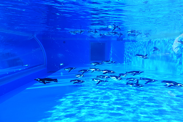 水槽の中を泳ぐペンギン/神戸須磨シーワールド（兵庫県/神戸市）