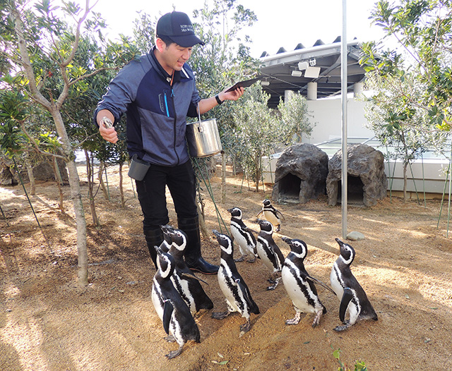 飼育スタッフの前で魚を待つペンギンの姿/神戸須磨シーワールド（兵庫県/神戸市）