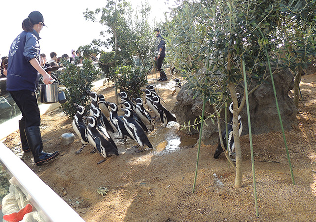 ペンギンの「フィーディングタイム」/神戸須磨シーワールド（兵庫県/神戸市）