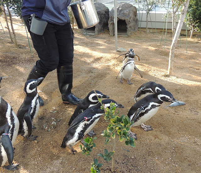 ペンギンの「フィーディングタイム」/神戸須磨シーワールド（兵庫県/神戸市）