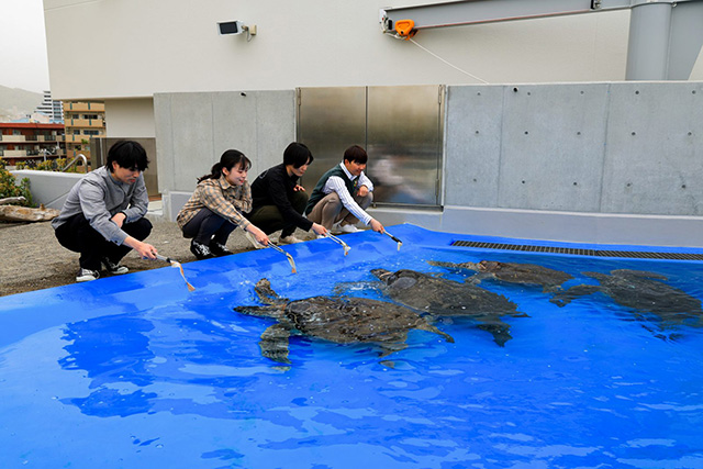 「ウミガメコミュニケーション」/神戸須磨シーワールド（兵庫県/神戸市）