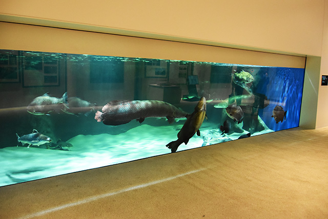 無料エリア「スマコレクション」/神戸須磨シーワールド（兵庫県/神戸市）