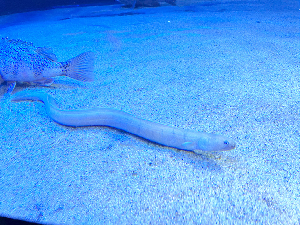 2025年の干支「巳(ヘビ)」にちなんだ生き物展示/サンシャイン水族館のお正月2025(東京都/豊島区)