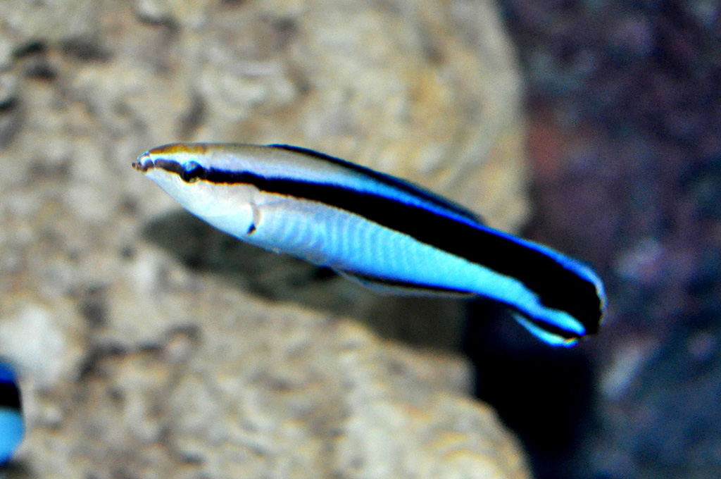 お掃除をする生き物の展示/サンシャイン水族館のお正月2025(東京都/豊島区)